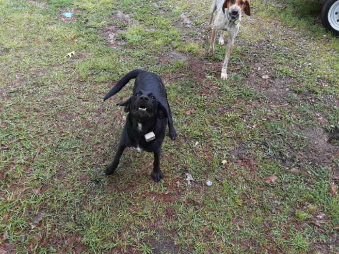 About Us ContainAPet of Central Illinois